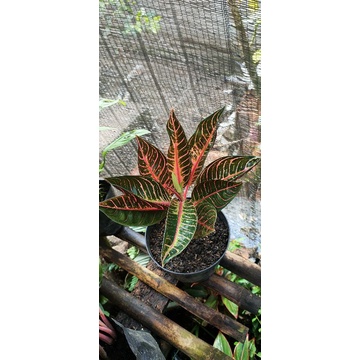 aglonema red sumatra indukan(bawa anak 3)
