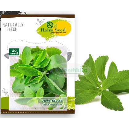 Benih-Bibit Herba Stevia (Haira Seed)