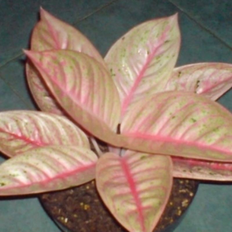MURAH!! Aglonema Moonlight (Anakan) 21