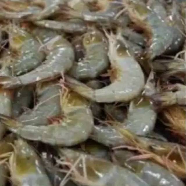 

Udang fresh 250gram