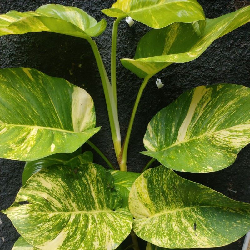 Sirih Gading Jumbo ijo Kuning seperti monstera marmorata