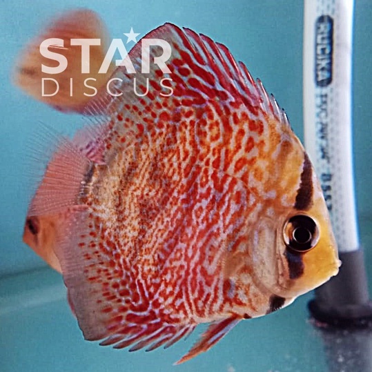 Discus Ring Leopard ukuran 2 inch