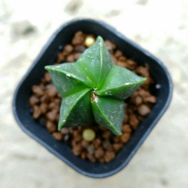 Astrophytum Myriostigma