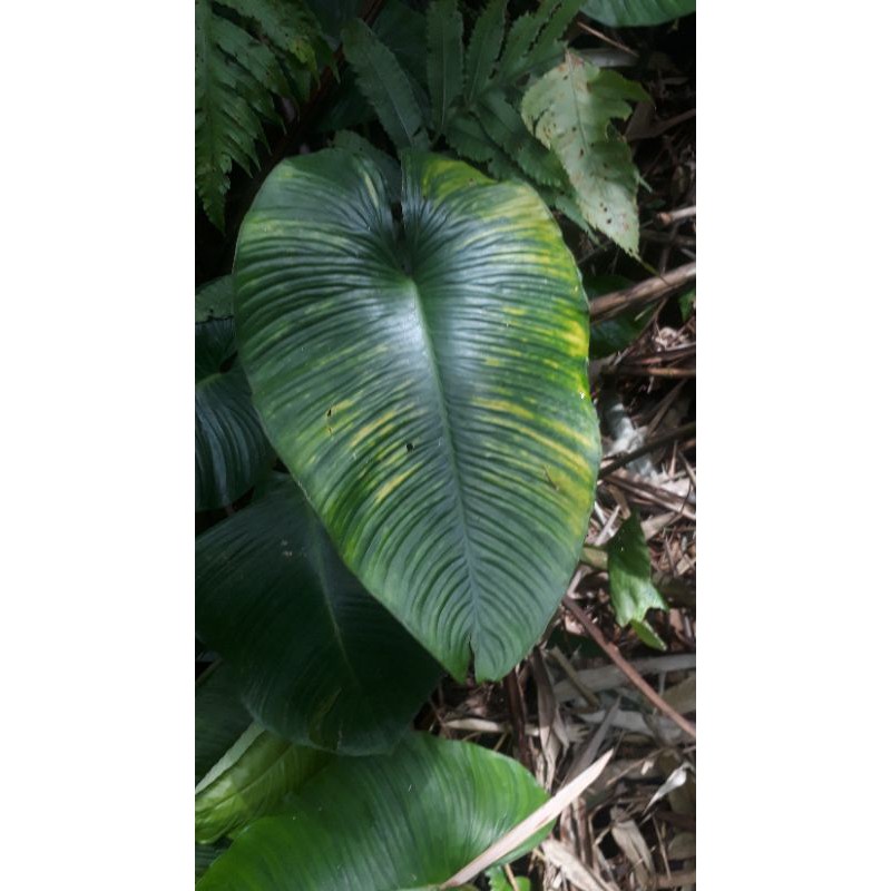 bibit tanaman homalomena sp varigata