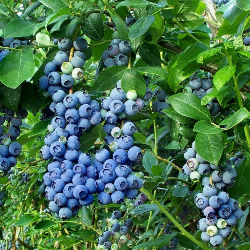 2 Bibit Blueberry Import Benih Buah Blueberry Berkualitas Super Tanaman Blue Berry Premium Unggul