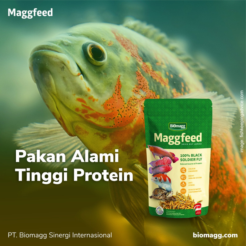 Maggfeed - Pakan ikan arwana, ikan lohan, ikan oscar, ikan predator 3 pcs maggfeed