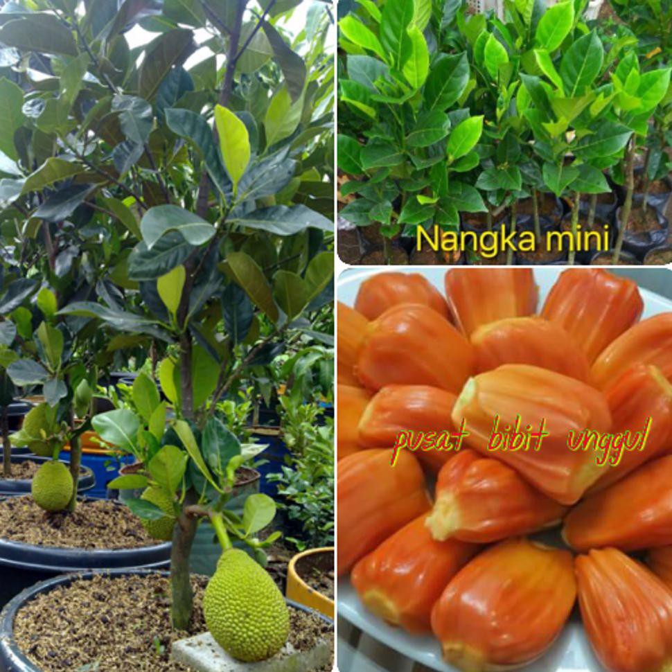 Benih Bibit Buah Nangka Merah Uk>