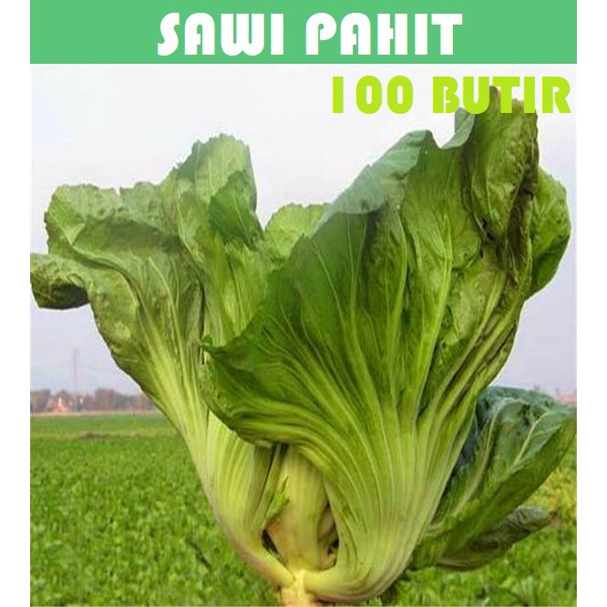 Bibit Benih Biji Pakchoy Pakchoi Green White Sawi Daging Bok choy Bokchoi Pokcoy Pokcay-Sawi Pahit 100 butir