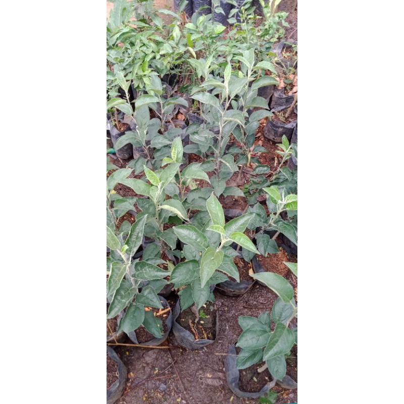 Bibit Apel Anna dan Fuji