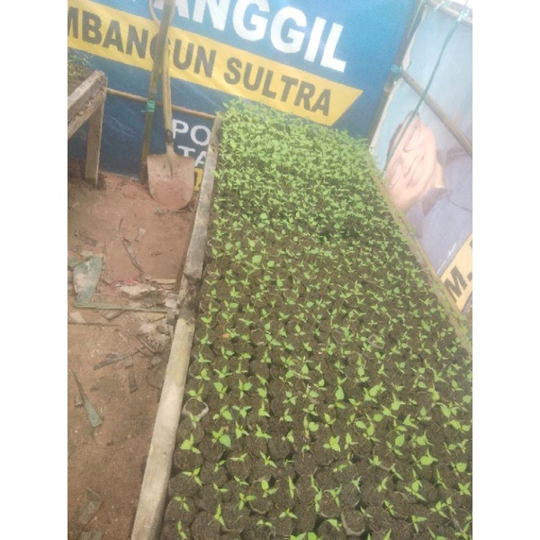 bibit cabai dewata f1