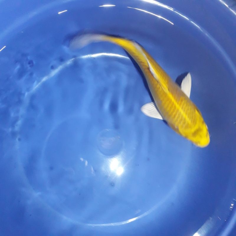 Ikan Hias Koi Blitar Metalic Aka Yamabuki Matsuba Hariwake Yamabuki