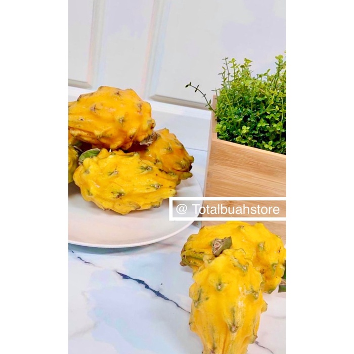 

TBS.ID-Dragon Kuning +-300gr isi 1s