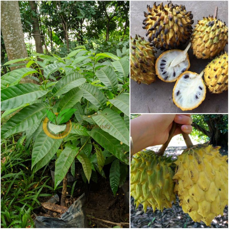 BIBIT BUAH SRIKAYA NANAS SRIKAYA KUNING BUAH BIRIBA