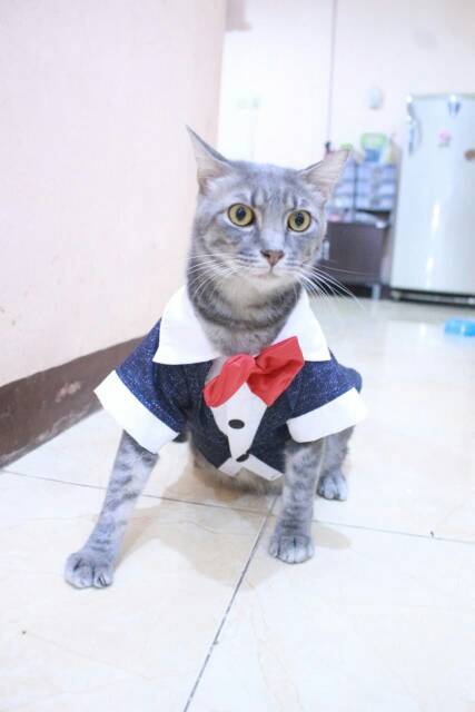 Tuxedo navi blink-blink lucu untuk kucing dan anjing size S M L XL