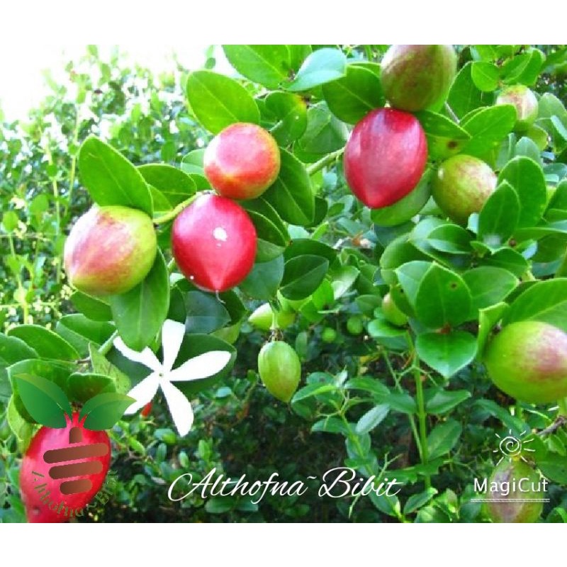 Bibit buah Natal Plum | bibit terlaris | bisa jadi bahan bonsai dan tabulampot.