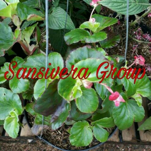Tanaman Bunga Gantung Begonia Pink + Pot Gantung