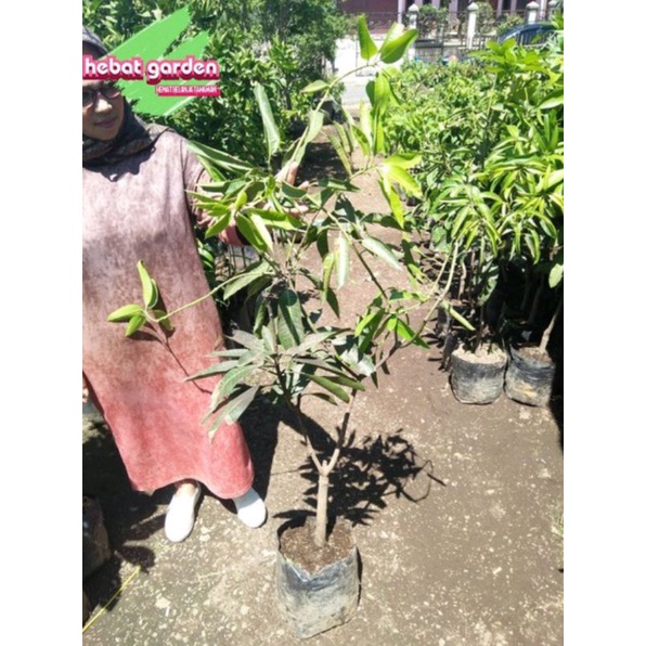 mangga harum manis 1.5 meter