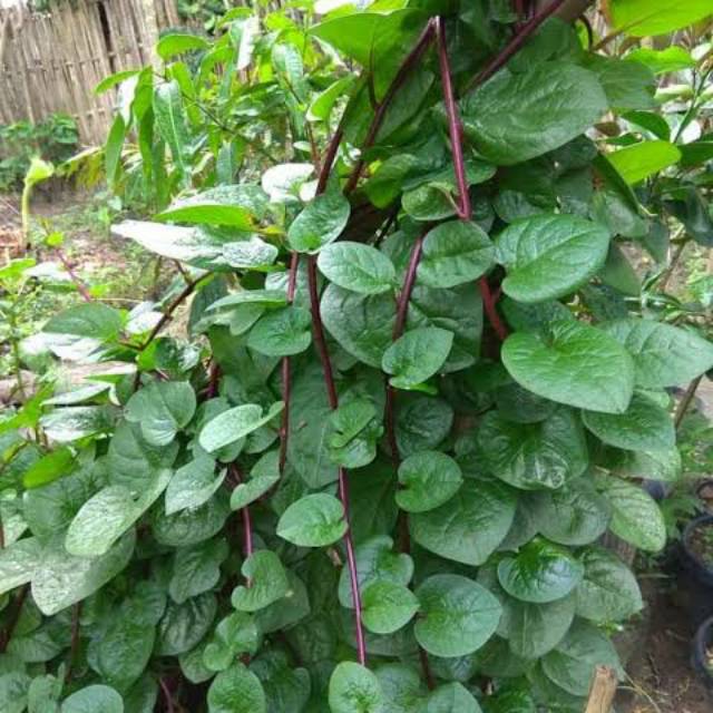 

Daun binahong merah 1 kg fresh di petik jika ada pesanan