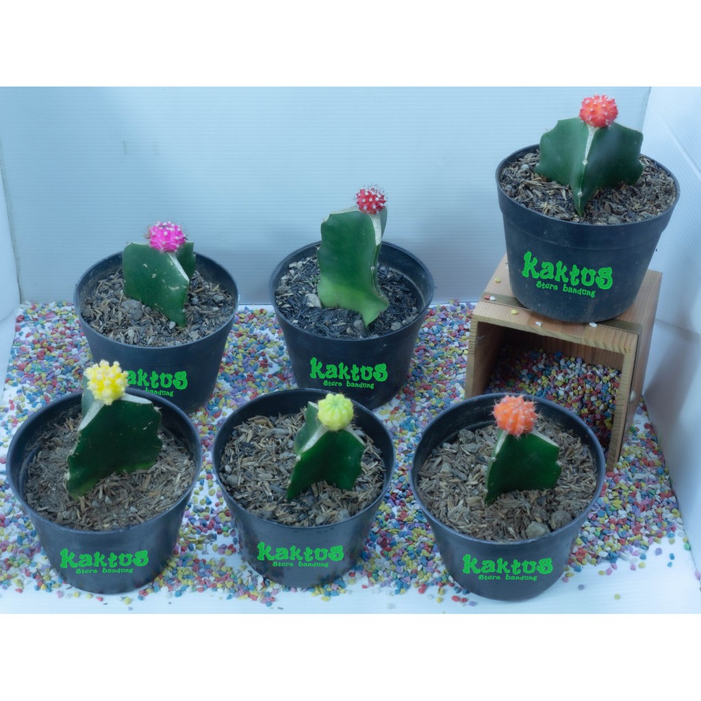 Kaktus Gymno Import Kecil Varian Warna Termasuk Pot Hitam