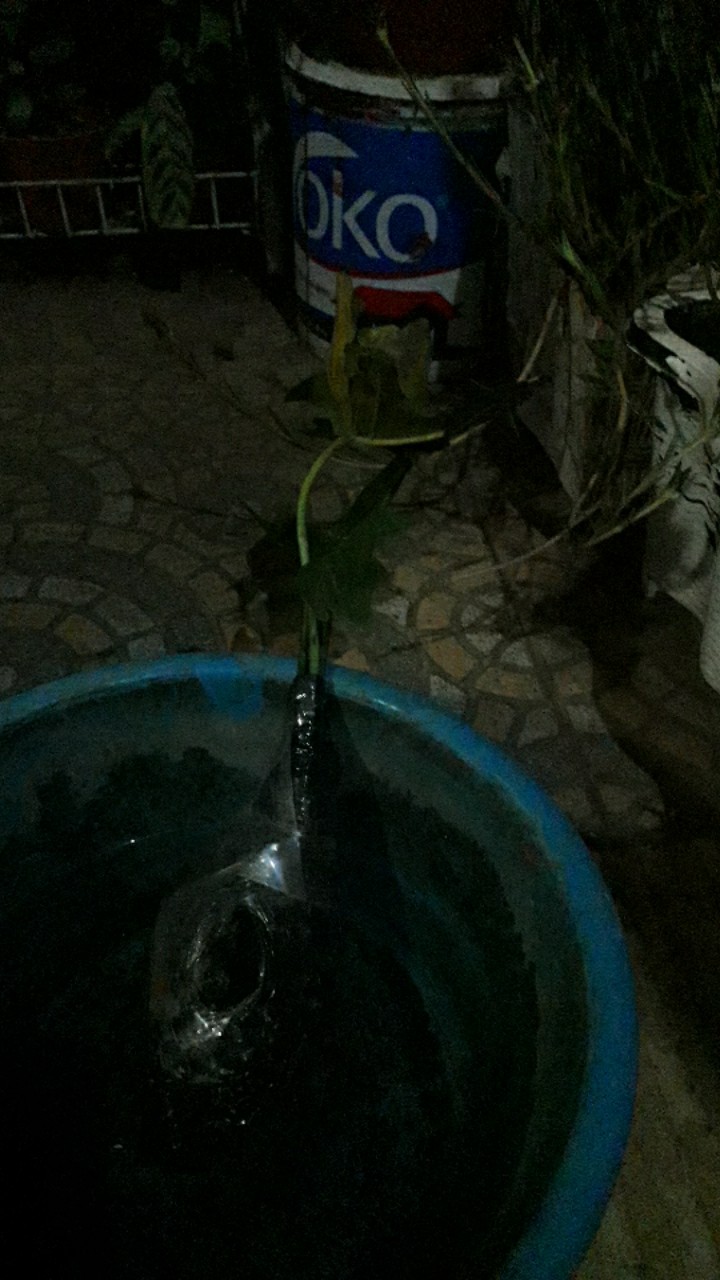 Benih /bibitan Tanaman Hias Philodendron Dragon