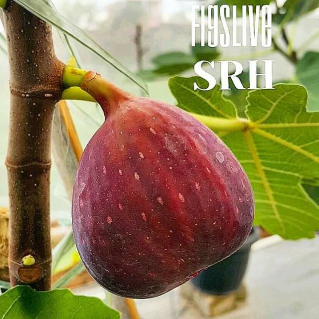 Bibit Pohon Tin Merah Besar Super Red Hybrid | Bibit Buah tin Merah