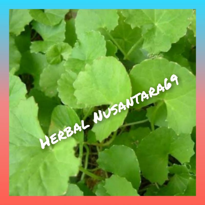 

Daun Antanan/Daun Pegagan segar kemasan 500gr