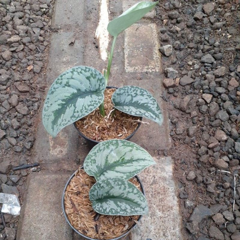 scindapsus silver lady