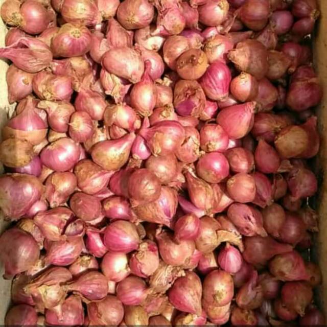 

Bawang merah ika