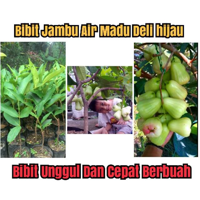 Bibit Jambu Air Madu Deli Hijau