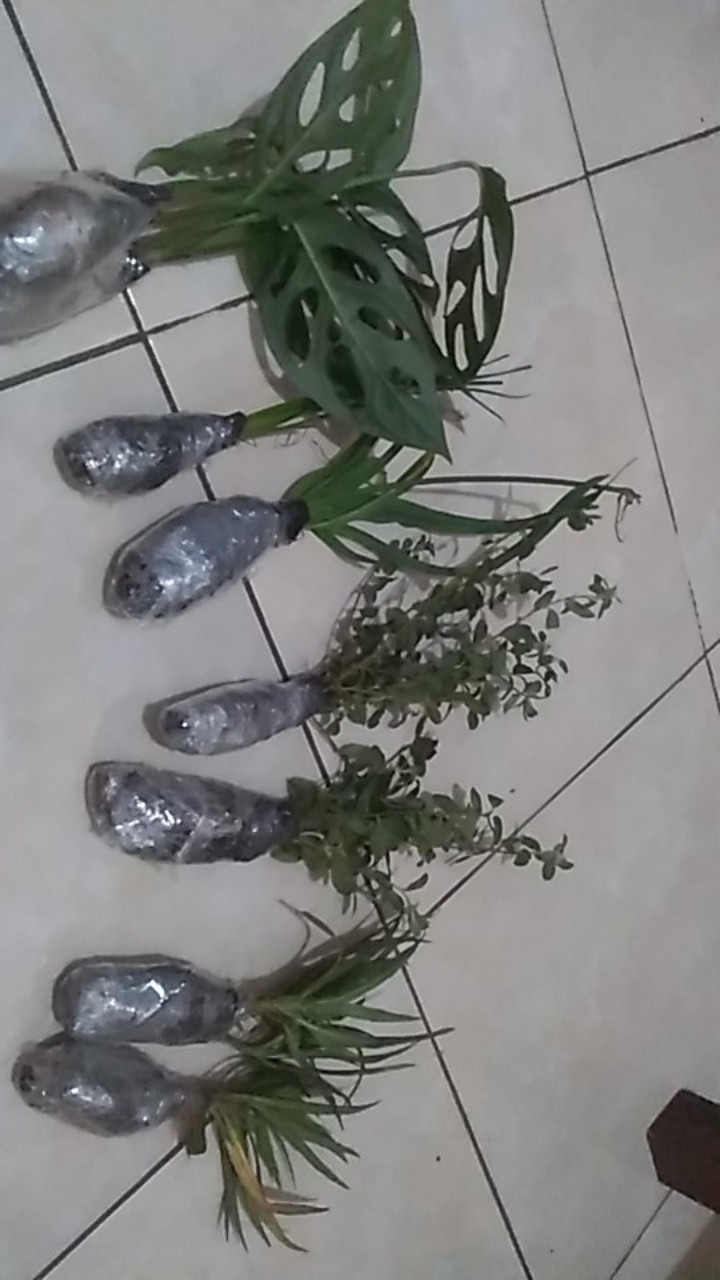 Tanaman Hias Lili Kuning/bakung Amliris Kuning