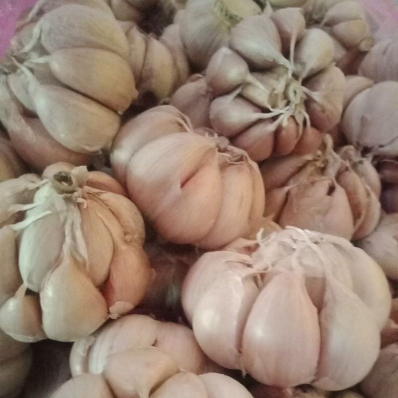

bawang putih 1kg