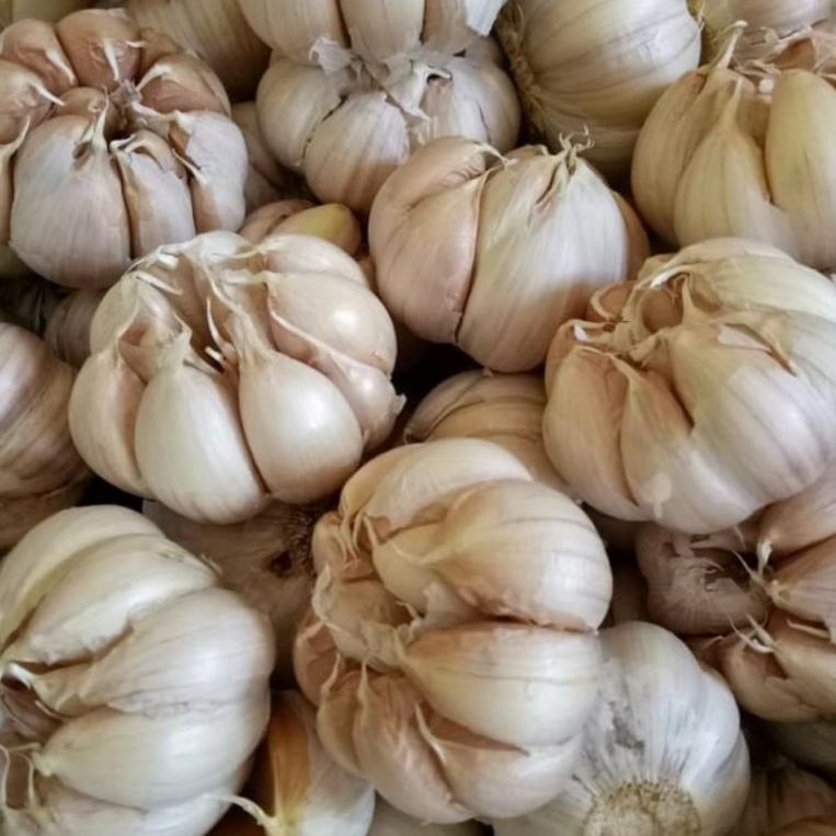 

☠ bawang putih 1kg ご