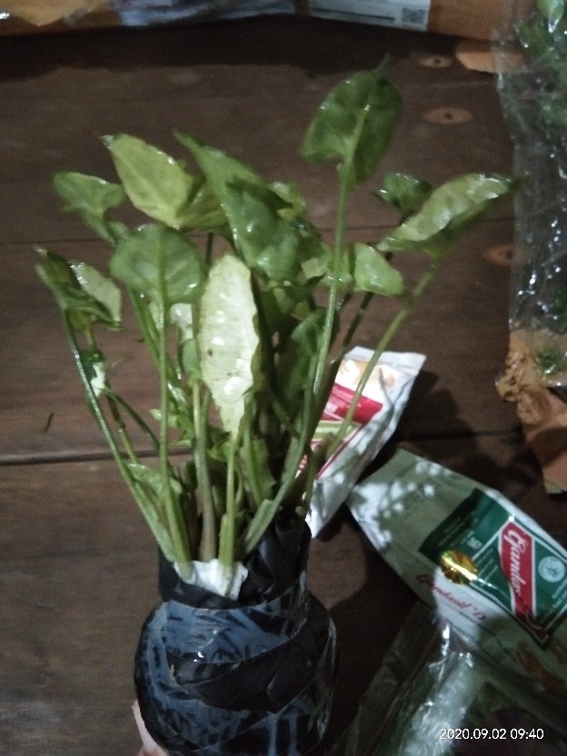 Keladi Mini
