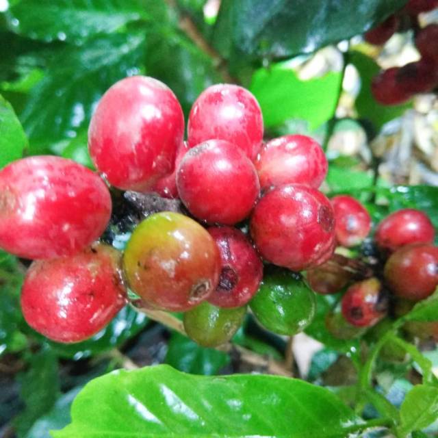 

ARABIKA MURIA kudus 250gram biji/green proses natural grade A