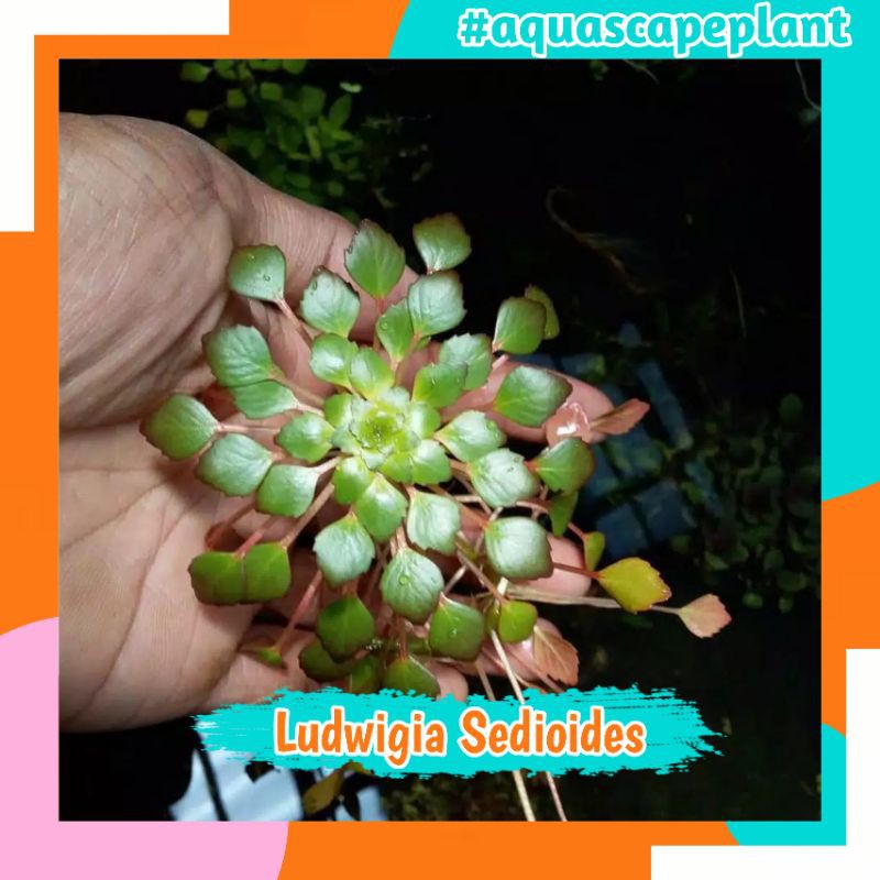Ludwigia Sedioides  1pohon Tanaman Apung Floating Aquascape Aquarium Mosaic Plant Akuarium