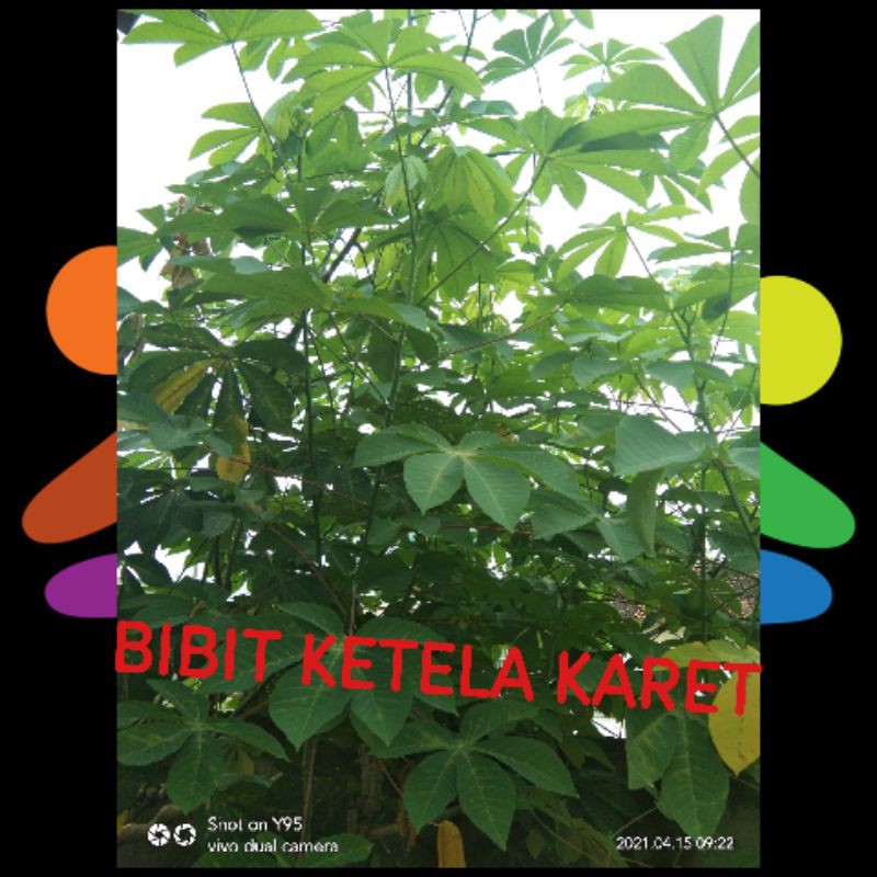 bibit ketela karet, bibit singkong karet stek, singkong karet murah