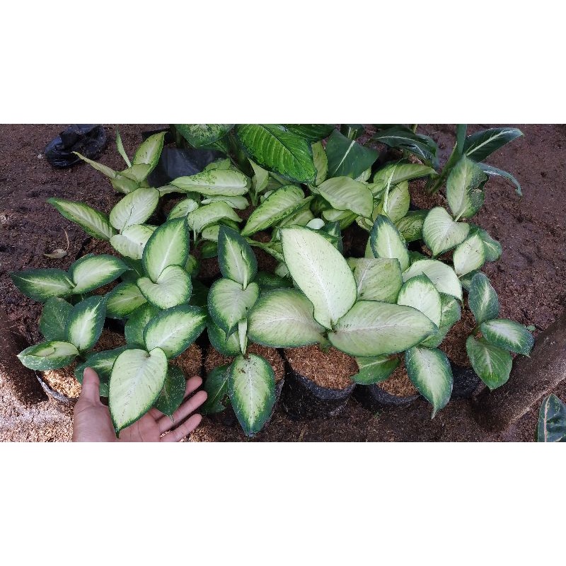 Aglonema Tisu Harmoni / Diven tisu golden