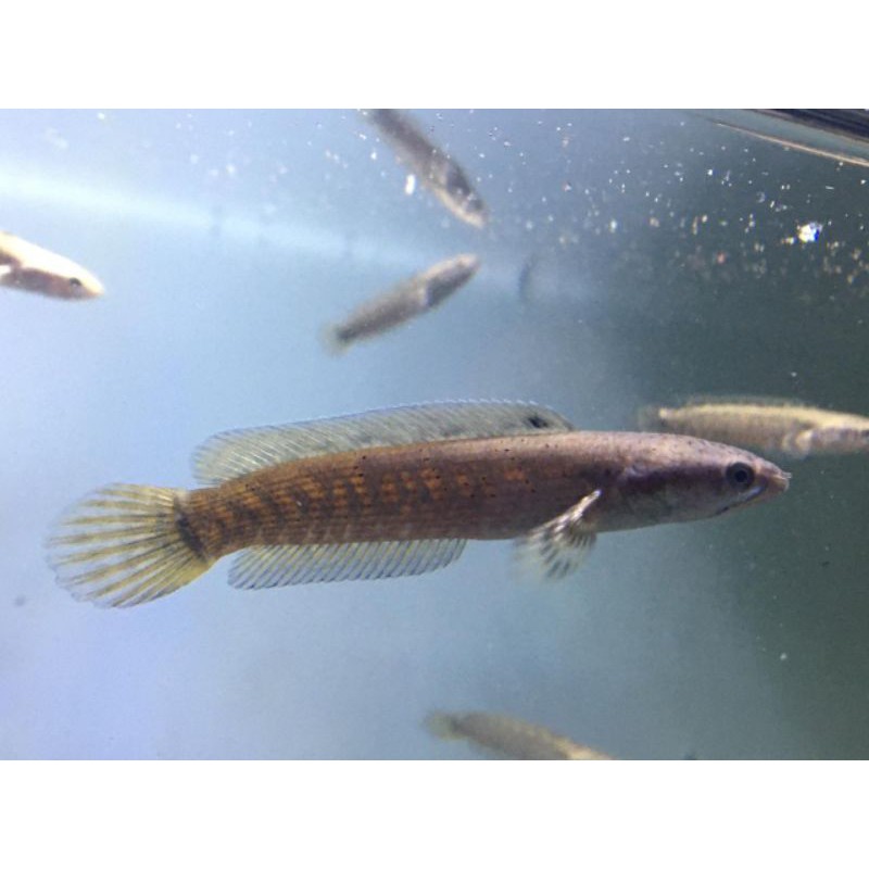 Ikan Channa Pulchra Red Stripe 7 cm Chana Strip Merah cana pulkra