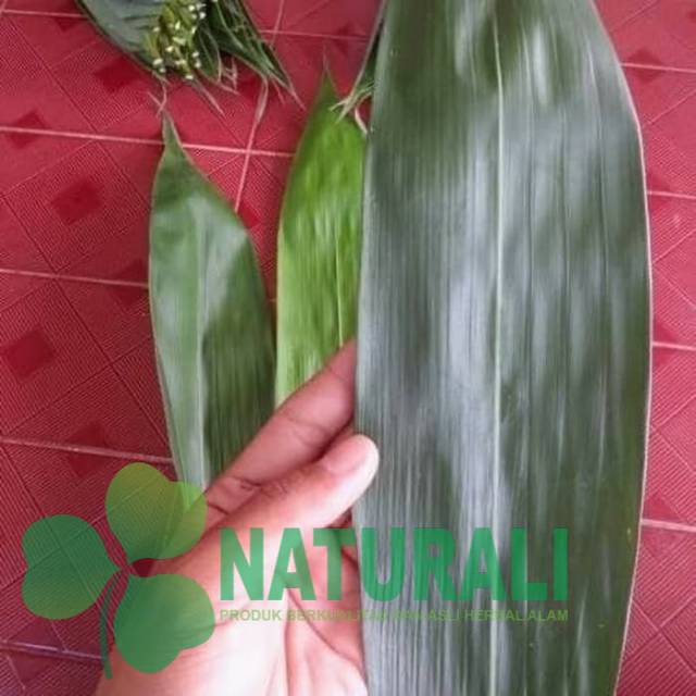

Daum bambu jumbo segar per lembar/helai untuk bungkus bakcang bacang siap petik