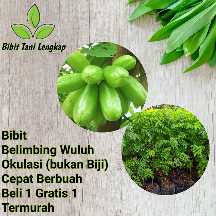 Bibit Tanaman Buah Belimbing Wuluh-Bibit Belimbing