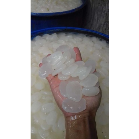 

kolang Kaling mentah 1kg GROSIR