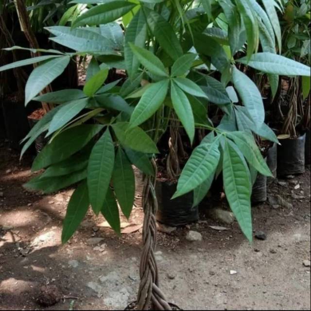Tanaman Hias Pachira Tree Money/Pohon Duit Pachira