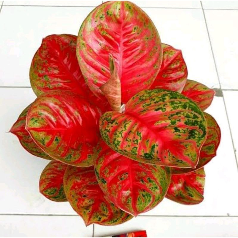 bibit Aglonema Wulandari