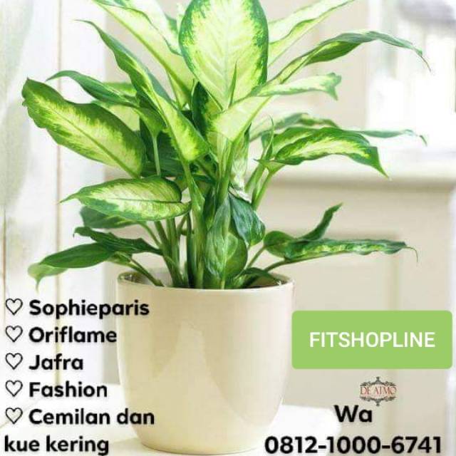 fitriahlaksana