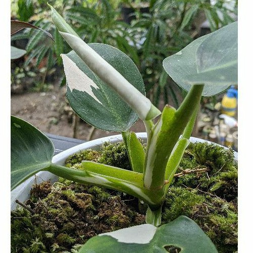 Philodendron White Wizard