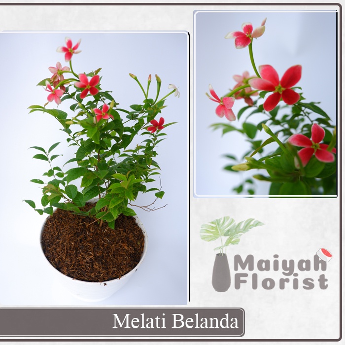 Melati Belanda - Tanaman Hias - Combretum Indicum