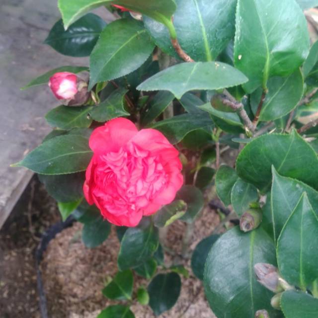 Tanaman cempaka mulya