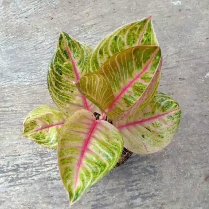 tanaman hias aglonema moonlight /aglonema moonlight murah