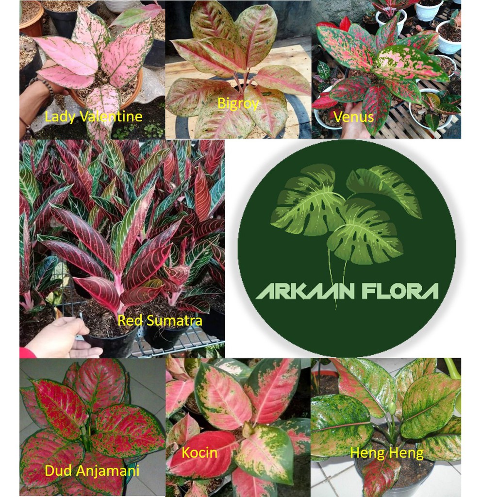 Tanaman Hias Aglonema - Paket Aglonema 7 Jenis