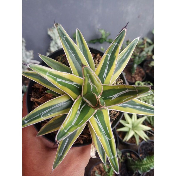 agave reginae var